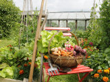 Summer Potager Style Garden with Freshly Harvested Vegetables in Wooden Trug  Norfolk  UK