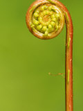Hard Fern Frond Uncurling  Cornwall  UK