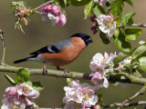 Bullfinch Male Perched Among Apple Blossom  Buckinghamshire  England  UK