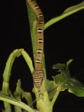 Twin-Barred Tree Snake Climbing Down a Plant Stem  Danum Valley  Sabah  Borneo