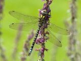 Hawker+dragonflies+uk