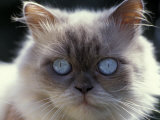 Persian Cream Cat  Close Up of Face and Blue Eyes