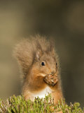 Red Squirrel Feeding  Cairngorms  Scotland  UK