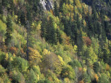 Autumnal Trees in D'Aiguestortes National Park  Alta Ribagorca  Catalonia  Spanish Pyrenees