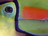 Keel Billed Toucan  Close-Up of Face  Costa Rica