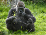 Western Lowland Gorilla Mother Feeding with Baby Investigating Grass Captive  France