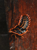 Trilobite Beetle Larva  Female  Mount Kinabalu  Sabah  Borneo