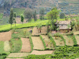 Looking Down on Terraced Farmland and Traditional House  Rwanda  Africa  2008