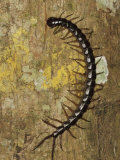 Giant Centipede on Rainforest Tree Trunk  Sukau  Sabah  Borneo