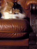 Black  White and Cream Mackerel Tabby Persian Cat Resting in Armchair