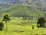 Tea Plantation Near Nyunguwe  Rwanda  Africa