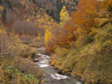River Flowing Through Autumnal Forest in the Valley of Varrados  Val D'Aran  Catalonia  Pyrenees