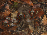 Reed Snake on Rainforest Floor  Danum Valley  Sabah  Borneo