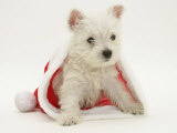 West Highland White Terrier Puppy in a Father Christmas Hat