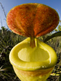 Pitcher Plant Channel Des Pangalanes  Madagascar