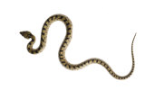 Juvenile Ladder Snake Alicante  Spain