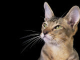 Oriental Cat  Head Portrait