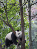 Giant Panda Climbing in a Tree Bifengxia Giant Panda Breeding and Conservation Center  China