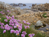 Thrift Sea Pink in Flower Among Rocks at Plougrescant  Brittany  France