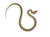 Juvenile Ladder Snake Alicante  Spain