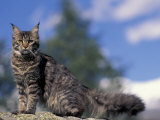 Looking Up at Maine Coon Cat