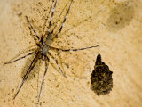 Unidentified Spider with Eggs in a Cave  Ankarana Special Reserve  Ambilobe  North Madagascar