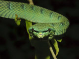 Temple Wagler's Pit Viper Bako National Park  Sarawak  Borneo
