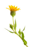 Wild Marigold Flower  Spain