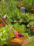 Freshly Harvested Carrots  Beetroot and Radishes in a Summer Garden  Norfolk  July