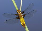 Broad-Bodied Chaser Dragonfly Cornwall  UK