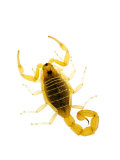 European Scorpion Spain