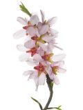 Almond Blossom Spain