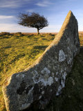 Windswept Tree with Rock in Foreground  Combestone Tor  Dartmoor  Devon  UK