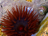 Beadlet Anemone in Rockpool  Brittany  France