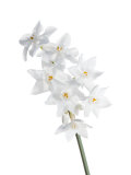 Narcissus Flowers Los Alcornocales Natural Park  Spain