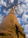 Looking Up at Baobab on Baobabs Avenue  Morondava  West Madagascar