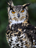 Spotted Eagle-Owl Captive  France