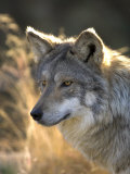 Mexican Wolf Captive  Living Desert Zoo  Palm Desert  California  USA