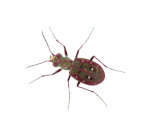 Tiger Beetle Los Alcornocales Natural Park  Spain