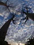 Looking Up at Baobabs on Baobabs Avenue  Morondava  West Madagascar