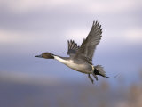 Adult Male Northern Pintail Duck Flying  Bosque Del Apache National Wildlife Refuge  New Mexico