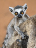 Ring-Tailed Lemur Baby on Mother's Back  Portrait  Berenty Private Reserve  Southern Madagascar