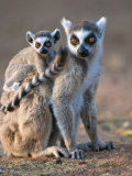 Ring-Tailed Lemur Mother Carrying Baby  Berenty Private Reserve  Southern Madagascar