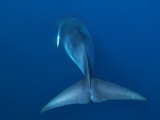 Dwarf Minke Whale  Ribbon Reefs  Great Barrier Reef  Queensland  Australia