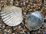 Poorly Ribbed Cockles on Beach  Normandy  France