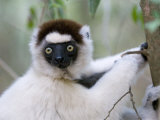 Verreaux's Sifaka Berenty Private Reserve  Southern Madagascar  Iucn Vulnerable Species