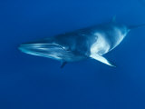 Dwarf Minke Whale  Ribbon Reefs  Great Barrier Reef  Queensland  Australia