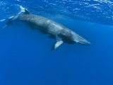 Dwarf Minke Whale  Ribbon Reefs  Great Barrier Reef  Queensland  Australia