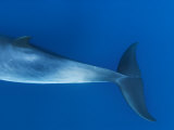 Tail Flippers of Dwarf Minke Whale  Ribbon Reefs  Great Barrier Reef  Queensland  Australia