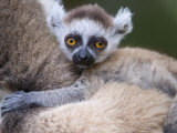 Ring-Tailed Lemur Baby on Mother's Back  Berenty Private Reserve  Southern Madagascar